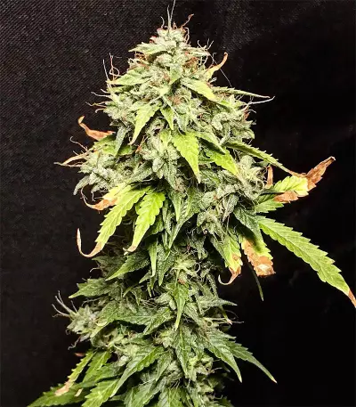 Polar Express Auto strain