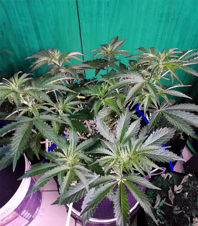 Graines de cannabis Road Dawg Regular (Karma Genetics)