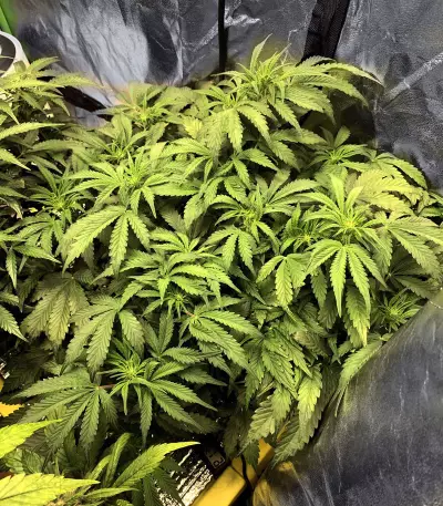 Graines de cannabis Road Dawg Regular (Karma Genetics)
