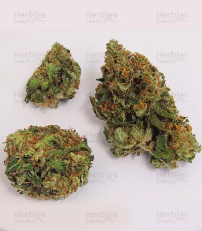Skullcap Regular (Karma Genetics)