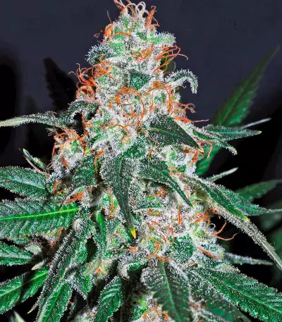 Sogouda (Soma Seeds)