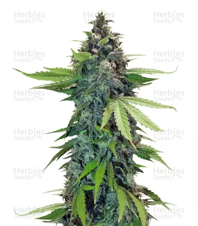 Sticky Fingers Autoflower (Seed Stockers)