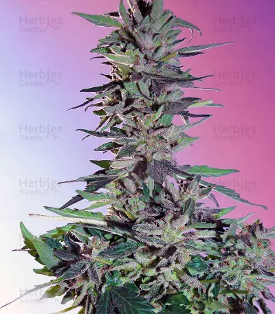 Graines de cannabis Sweet Pure Auto CBD (Sweet Seeds)
