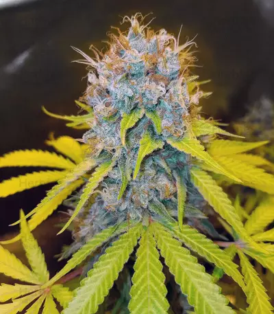 Toxic feminized seeds