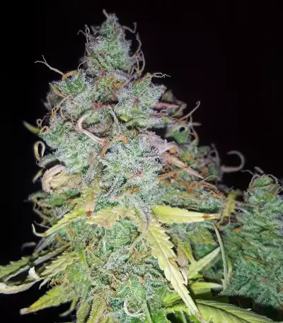 Z Glue feminized seeds (Flavour Chasers)