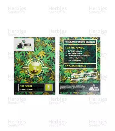 Graines de cannabis Big Bomb (Bomb Seeds)