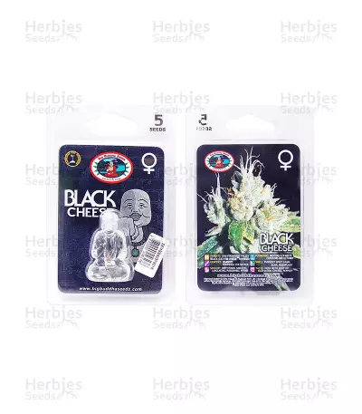 Black Cheese Seeds