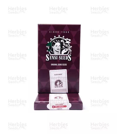 Black Domina Seeds