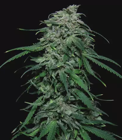 Chem-Bomb Auto Seeds
