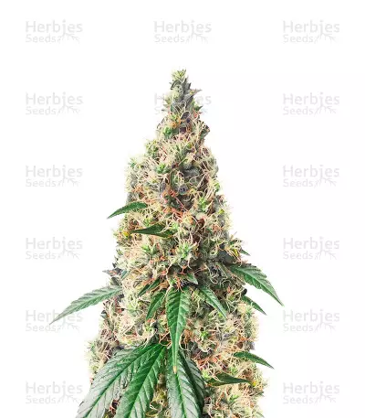 Chocolate Thai Feminized Seeds (Herbies Seeds USA)