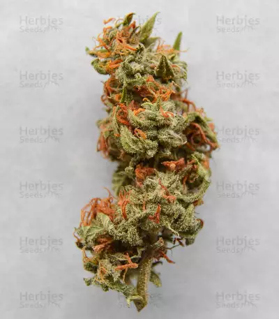 Sementes Feminizadas Auto Critical Orange Punch (Dutch Passion)