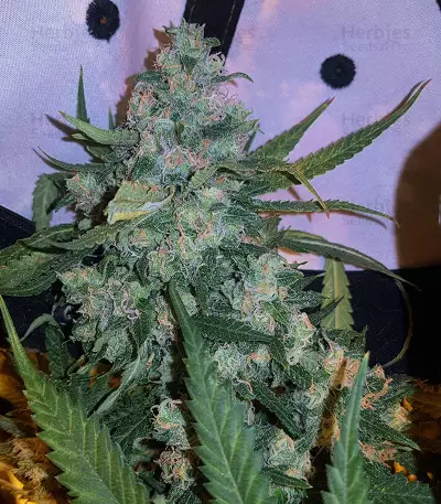 Critical + 2.0 Seeds