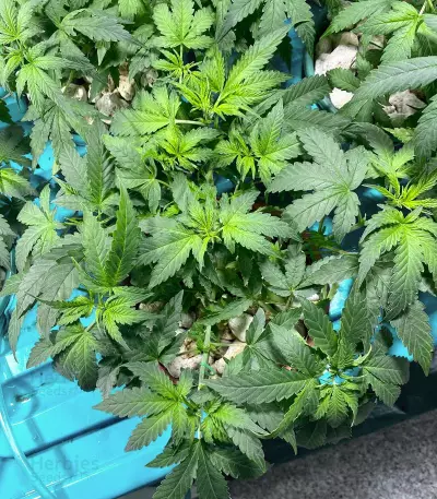 Dream Berry (Female Seeds)