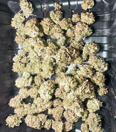 Gelato Auto strain
