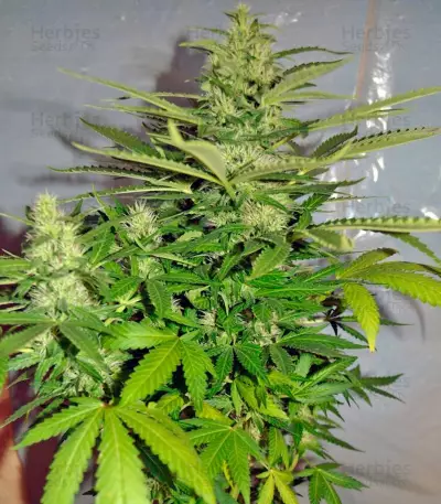 Semi femminizzati Jack Herer (Green House Seeds)