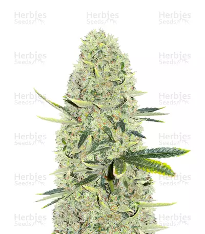 Kali Banner Feminized Seeds (AlphaFem Seeds)