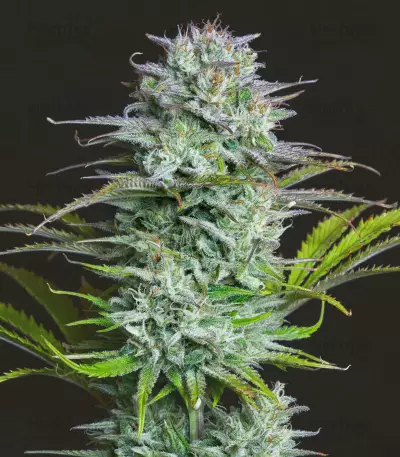 Graines féminisées de Kosher Cake Auto (Fast Buds)