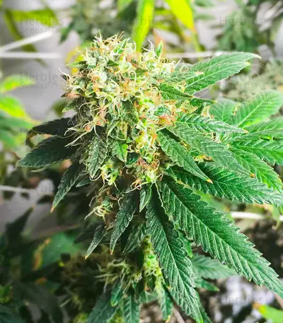 Lemon OG Feminized Seeds (AlphaFem Seeds)