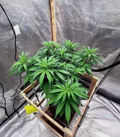 Lord Kush Feminized Seeds (Delicious Seeds)