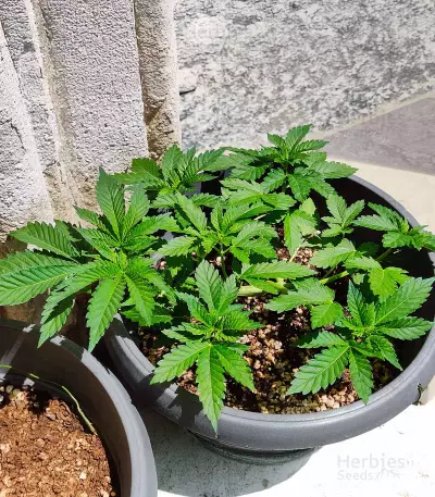 Medi Bomb 1 Seeds