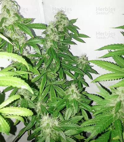 Northern Light Seeds (The Bulldog Seeds)