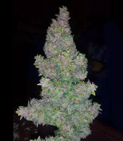 Pounder Seeds