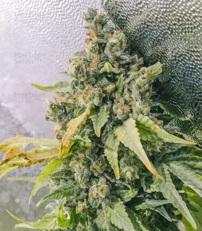 Purple Haze 1 feminized seeds