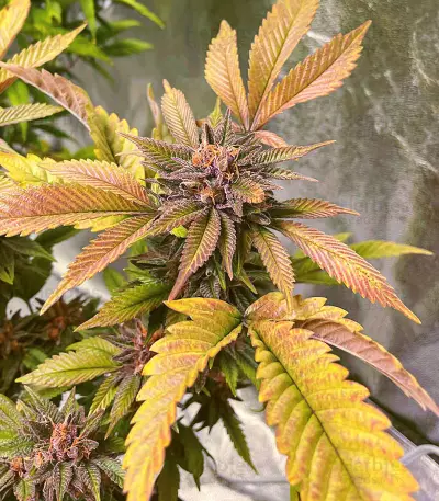 เมล็ด Still Bubba (AlphaFem Seeds)