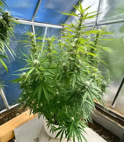 Acapulco Gold Seeds