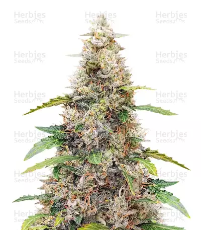 Amnesia Haze Auto