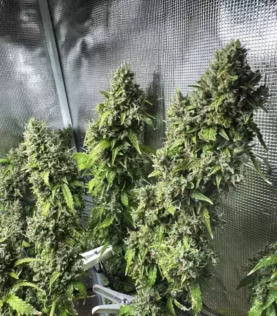 Amnesia Haze Auto Feminized Seeds (Barney's Farm)