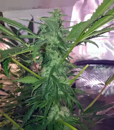 Black Budha (Sagarmatha Seeds)