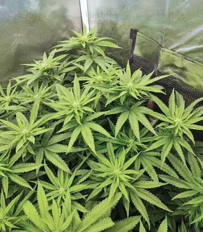 Bubba Kush Marijuana Strain