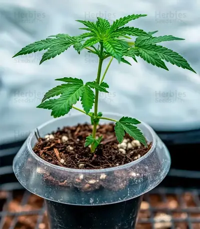 CBG-Force Auto Seeds