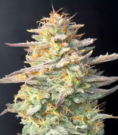 Chemdog Fast Version Seeds (Seedkeepers)