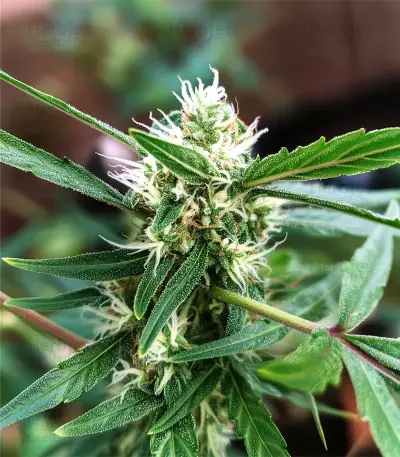 El Fuego feminized seeds