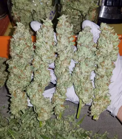 Forum Stomper Auto Seeds