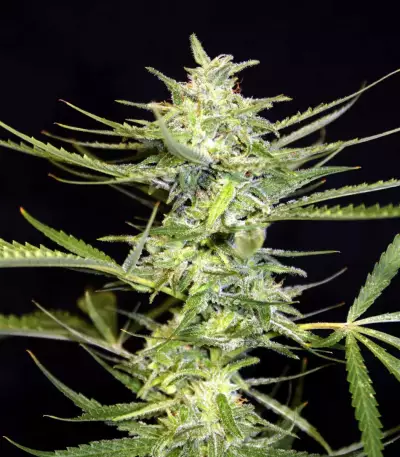 Fruity Juice Seeds