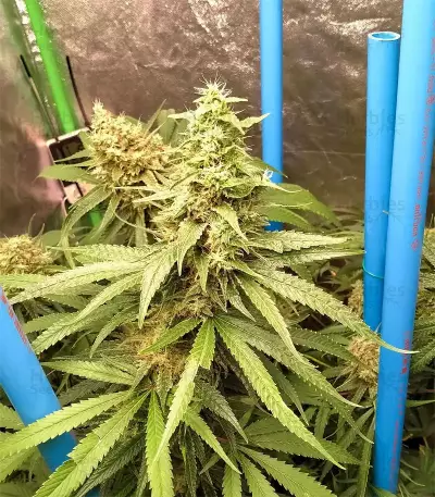Girl Scout Cookies feminized seeds (Garden of Green)