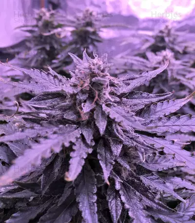 Gorilla Auto (GG#4 Original Glue Auto) (Expert Seeds)