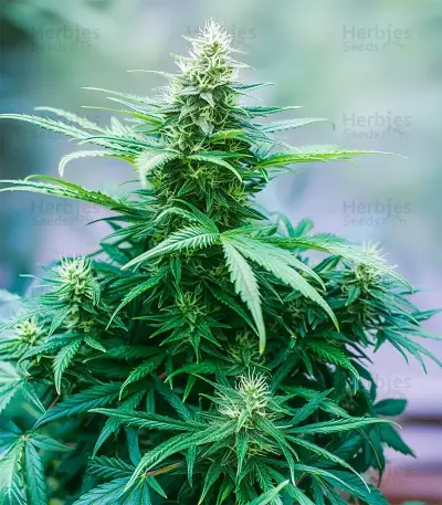 Green AK XL (AK-47 XL) (Zambeza Seeds)