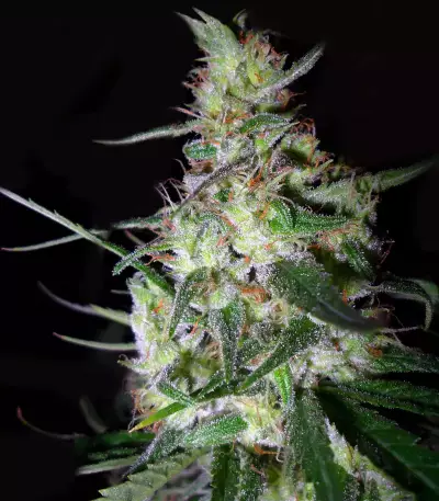 Hawaiian Snow x Amnesia x Face Off Seeds