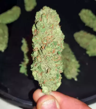 Haze Berry Seeds