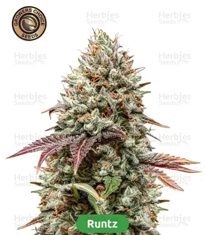 High-THC Bundle #3