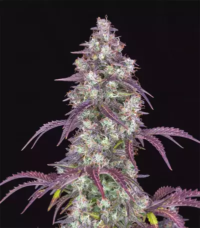 Semillas feminizadas Lemon Pie Auto (Fast Buds)