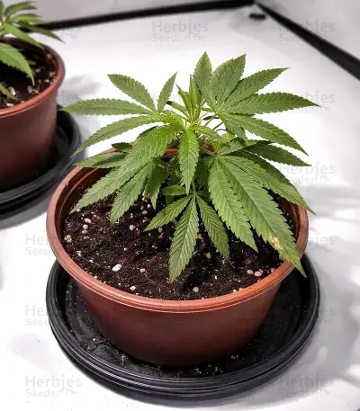Mandarin Cookies (00 Seeds) Cannabis-Samen
