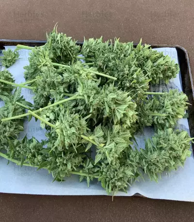 Sementes Feminizadas Monster Bruce Banner Auto (Monster Genetics)