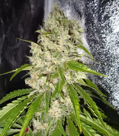 Nevil Bilbo Auto (Genehtik Seeds)