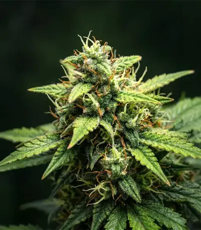 Graines féminisées de NYC Sour D Auto (Tyson S) (Royal Queen Seeds)