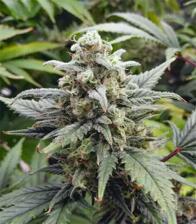 Original Auto White Widow (FastBuds)